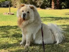 Yogi