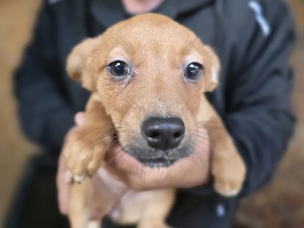 Zena