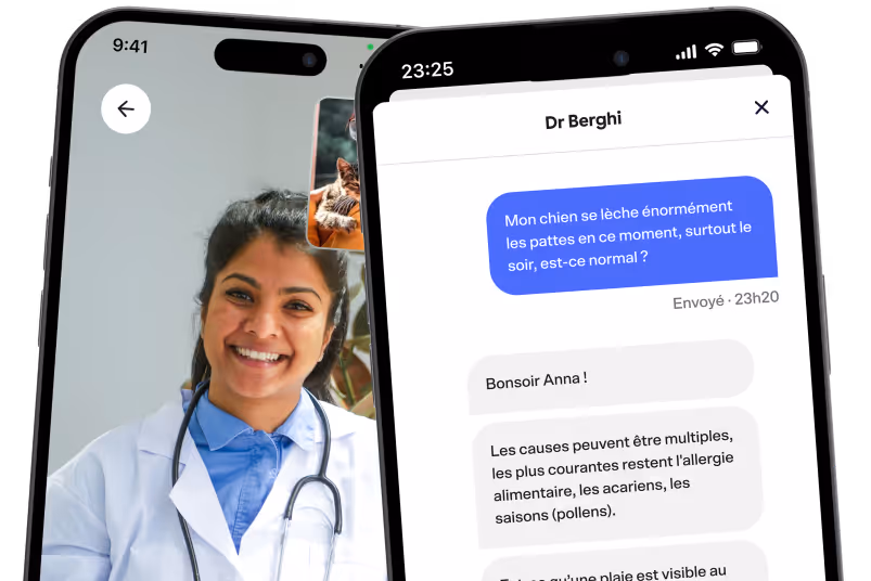 Deux smartphones affichant une téléconsultation vétérinaire : appel vidéo avec une vétérinaire et conversation par messagerie sur la santé d'un chien.