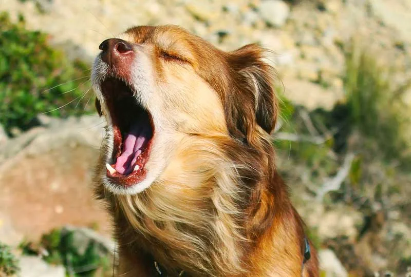 Mon Chien Se Racle La Gorge Que Lui Arrive t il