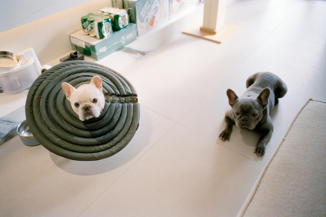 Assurer son bouledogue français : ce que ça coûte vraiment