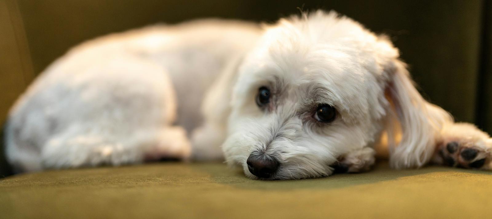 Assurance santé pour un Bichon Maltais : ce que ça coûte vraiment