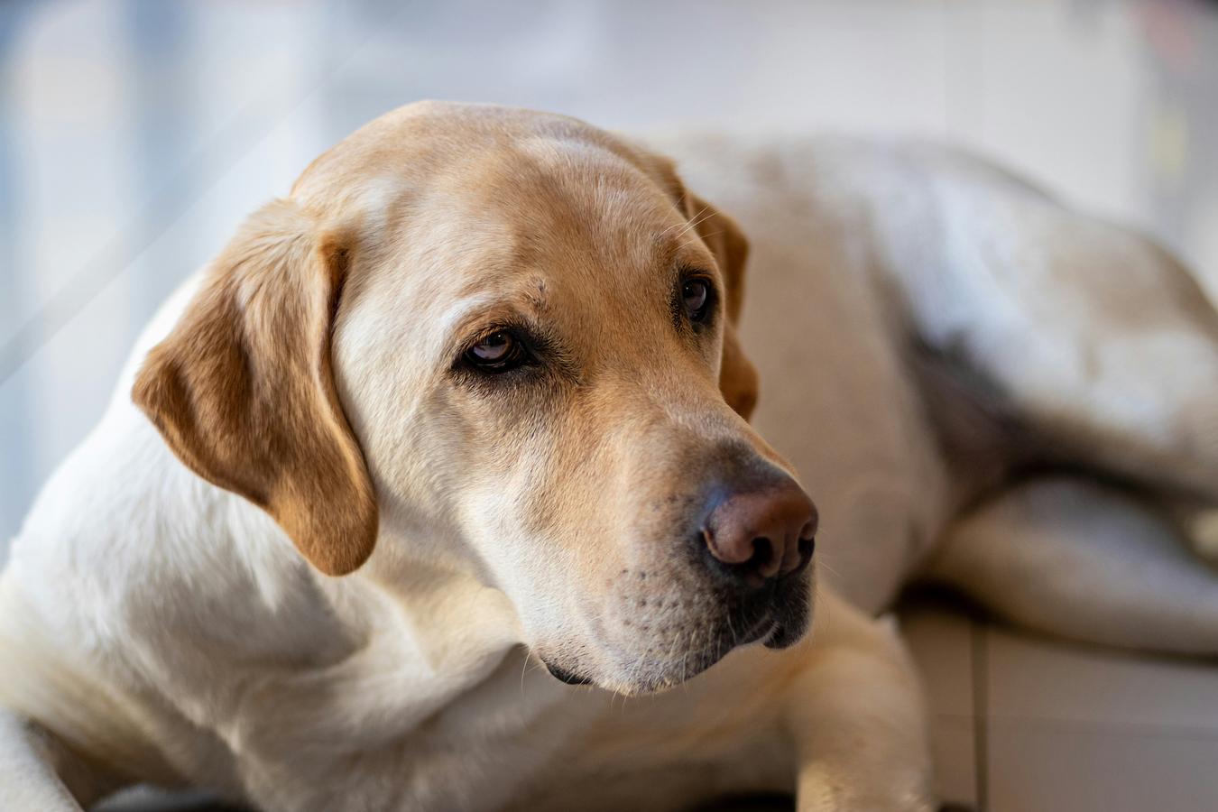 Assurance santé pour un Labrador : ce qu'il faut vraiment savoir