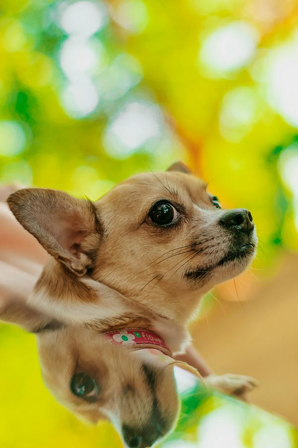 Assurance santé pour un Chihuahua : ce qu'il faut vraiment prévoir