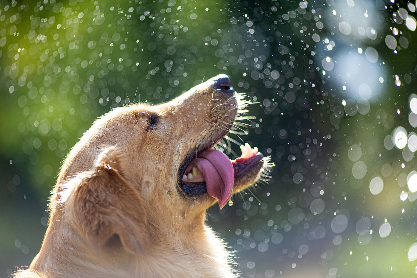 Assurer son Golden Retriever : combien ça coûte vraiment ?