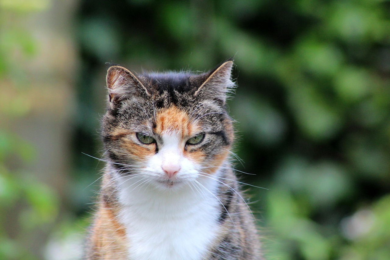 katzenversicherung ältere katzen