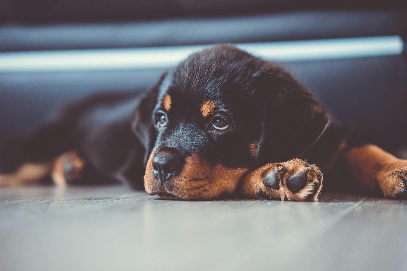 Assurer son Rottweiler : ce que ça coûte vraiment