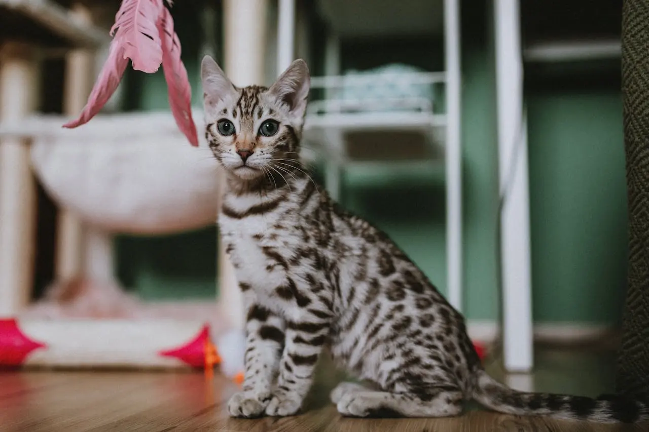 Quel est le prix d'une assurance pour chat en 2026 ?