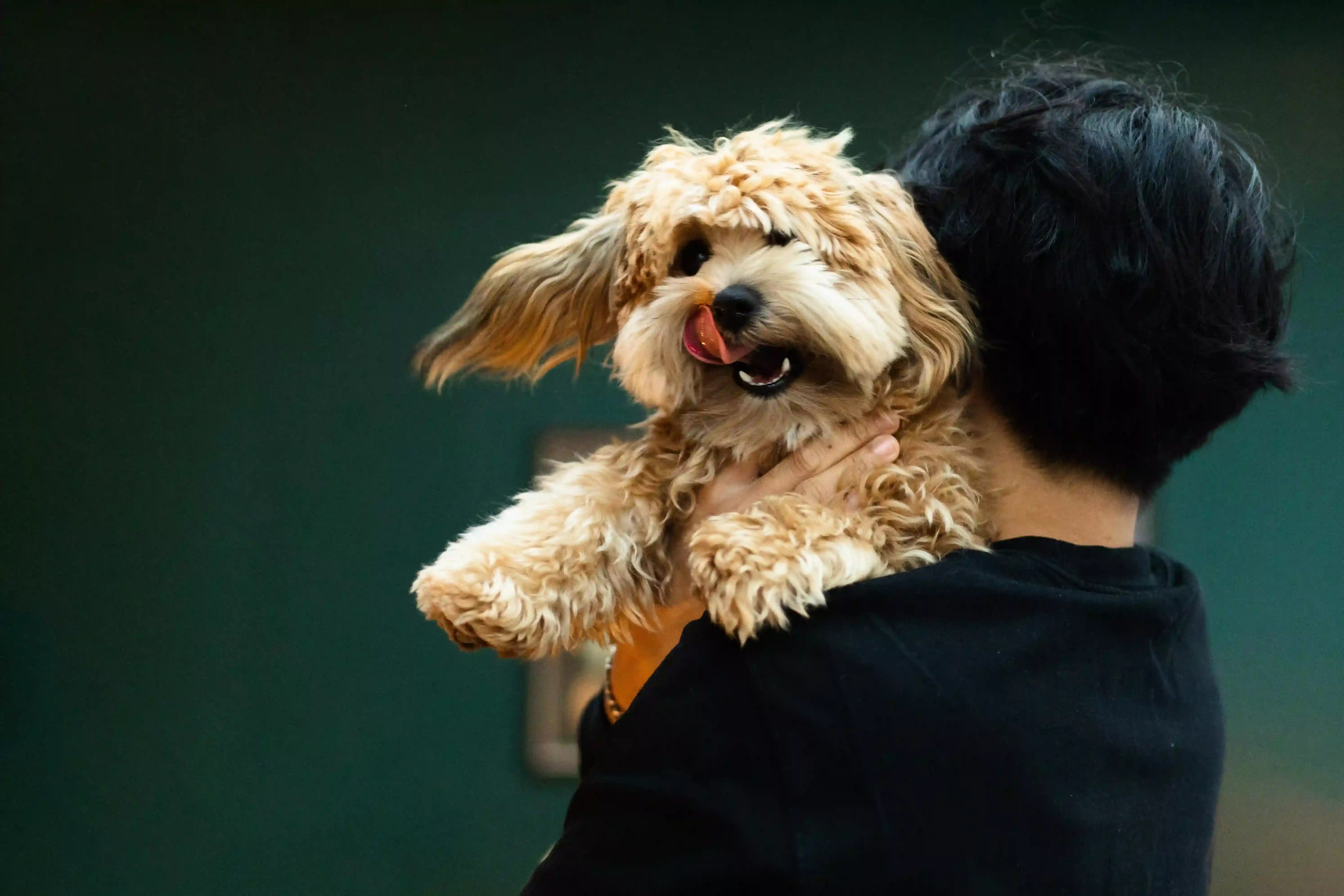 Assurance pour chien : l'importance des avis clients pour choisir la meilleure couverture