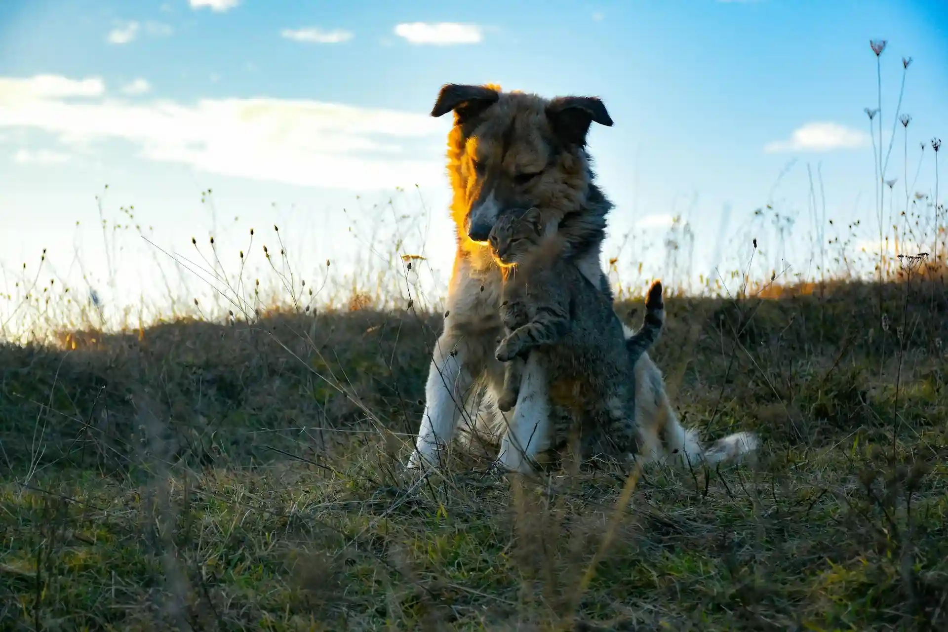 Dalma vs Lassie : quelle assurance choisir pour votre animal en France ? 2026