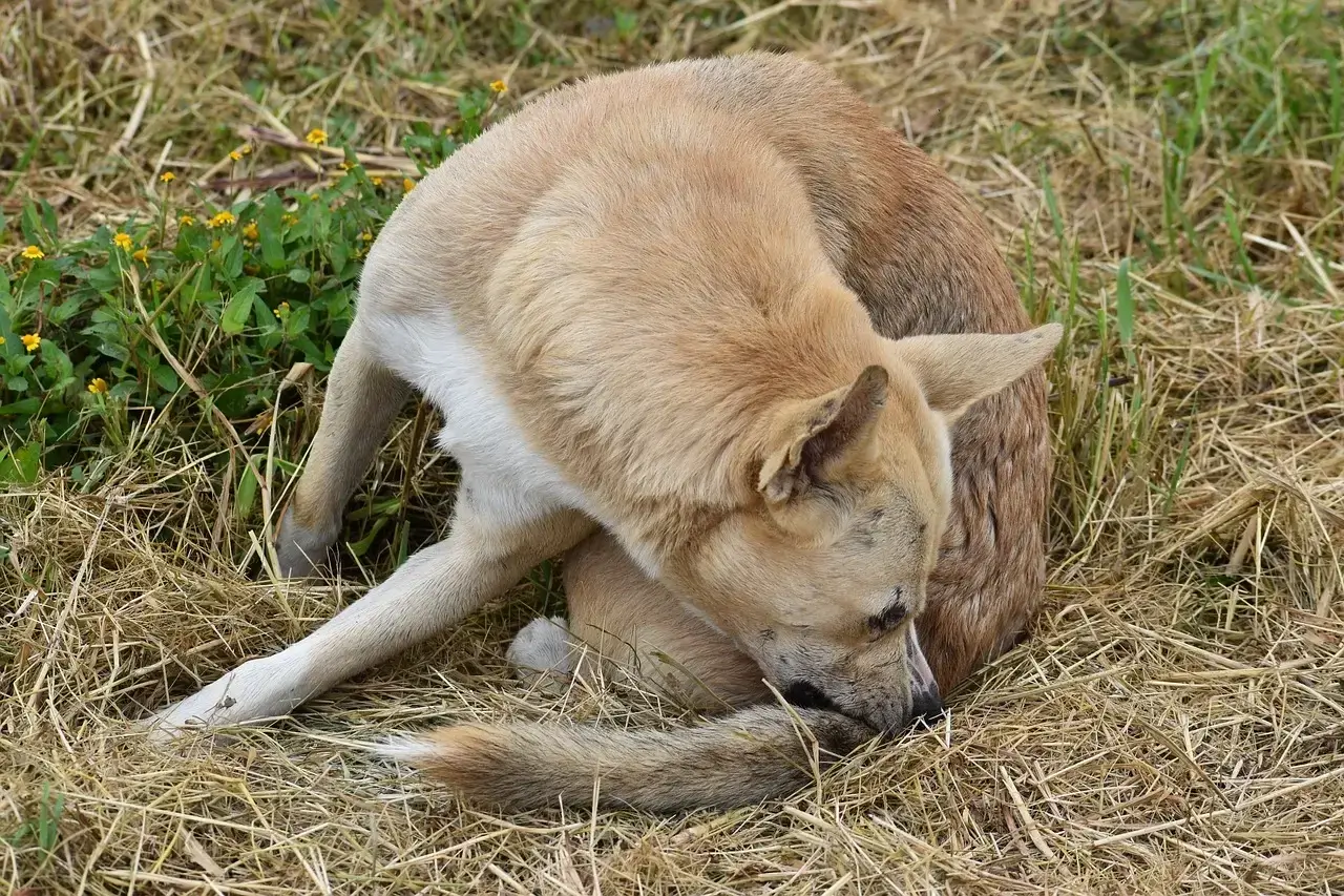 Pourquoi mon chien s'arrache les poils ?