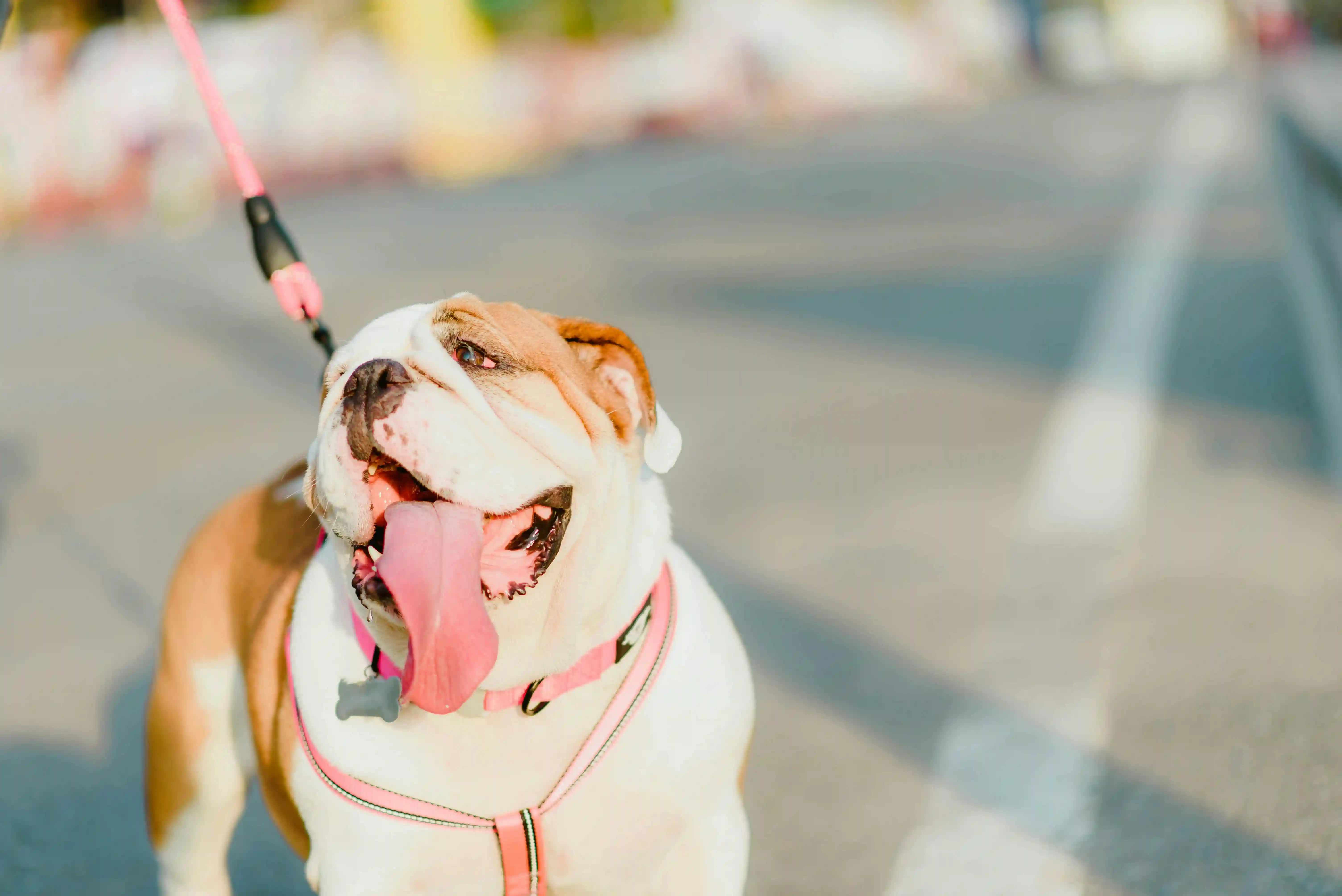 Assurance santé pour un Bouledogue Anglais : ce qu'il faut vraiment savoir