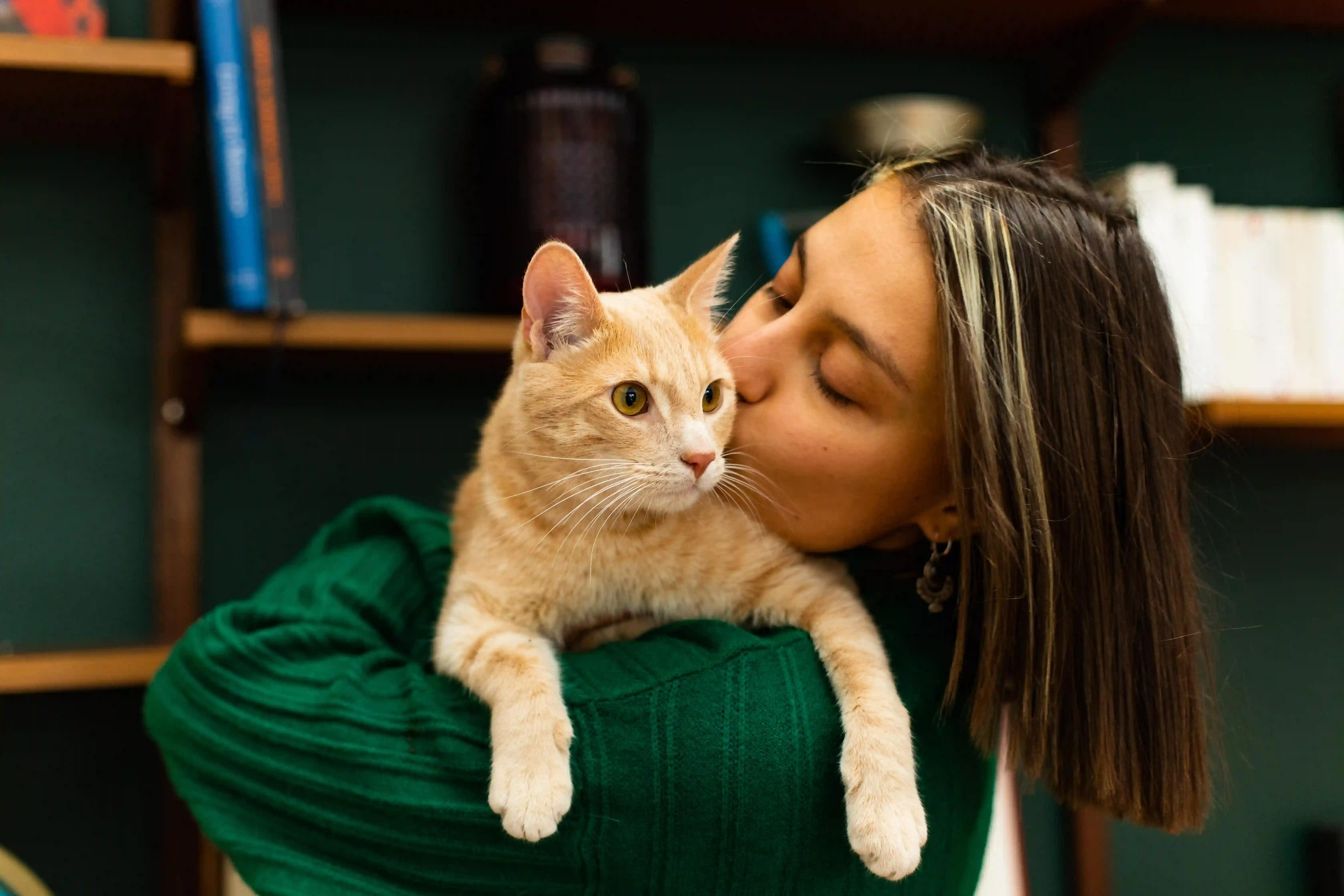 IRM chez le chat : prix, déroulement et prise en charge