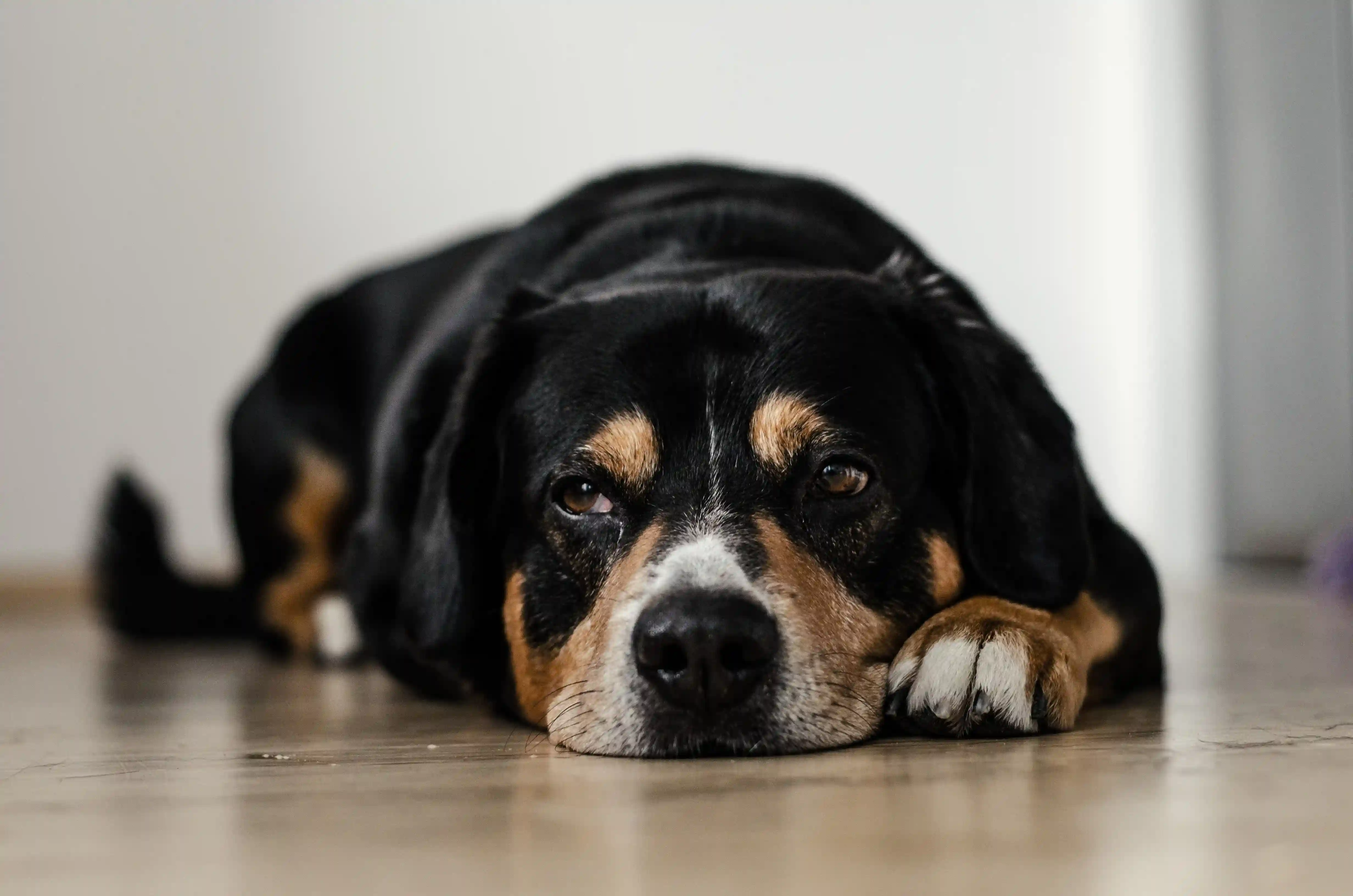 Mon chien a la cataracte, que faire ?