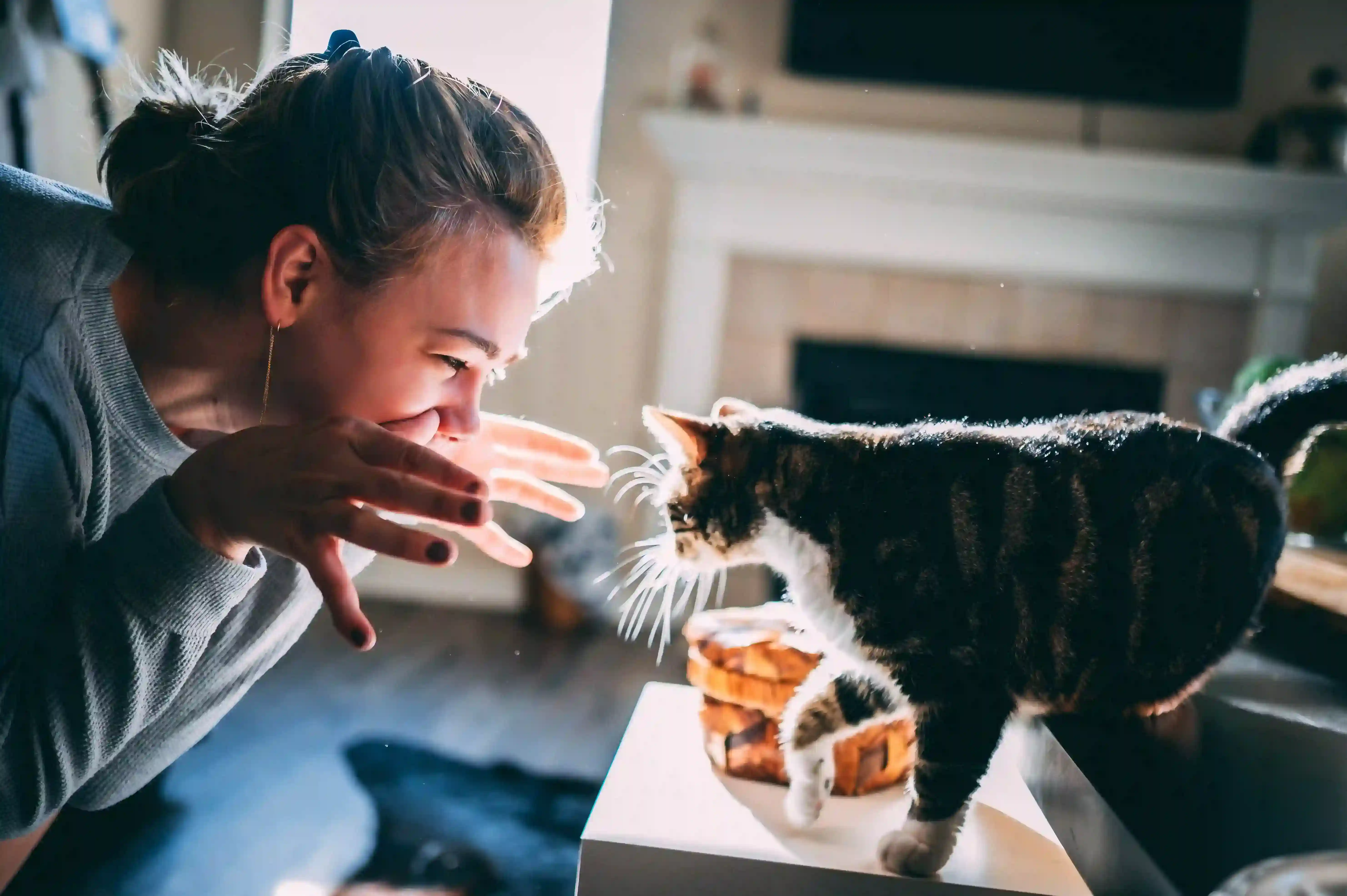 Jeux pour chats : comment le stimuler gratuitement ?