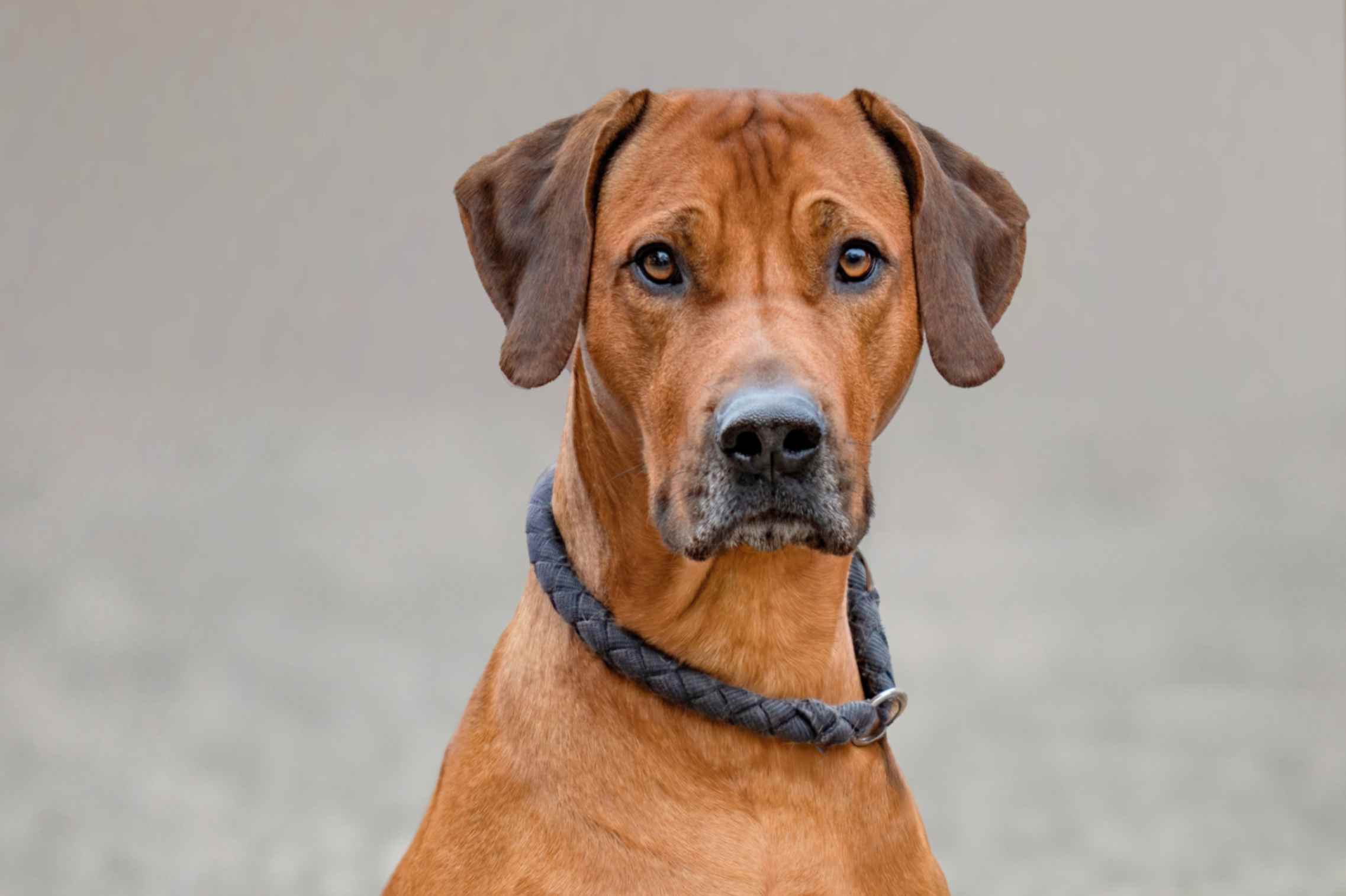 Comparateur officiel 2026 pour trouver la meilleure assurance santé pour Rhodesian Ridgeback