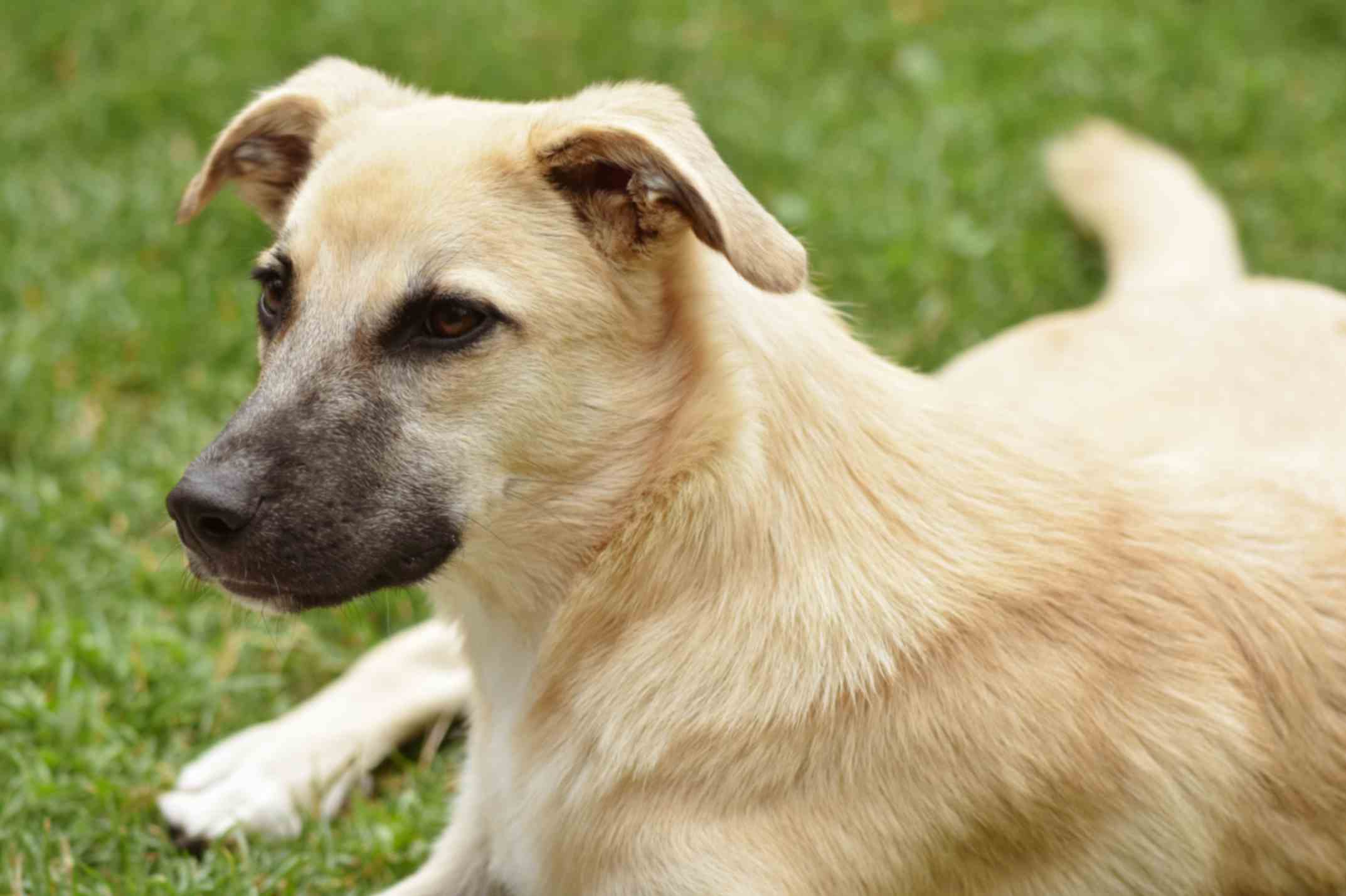Comparateur officiel 2026 pour trouver la meilleure assurance santé pour Chien croisé
