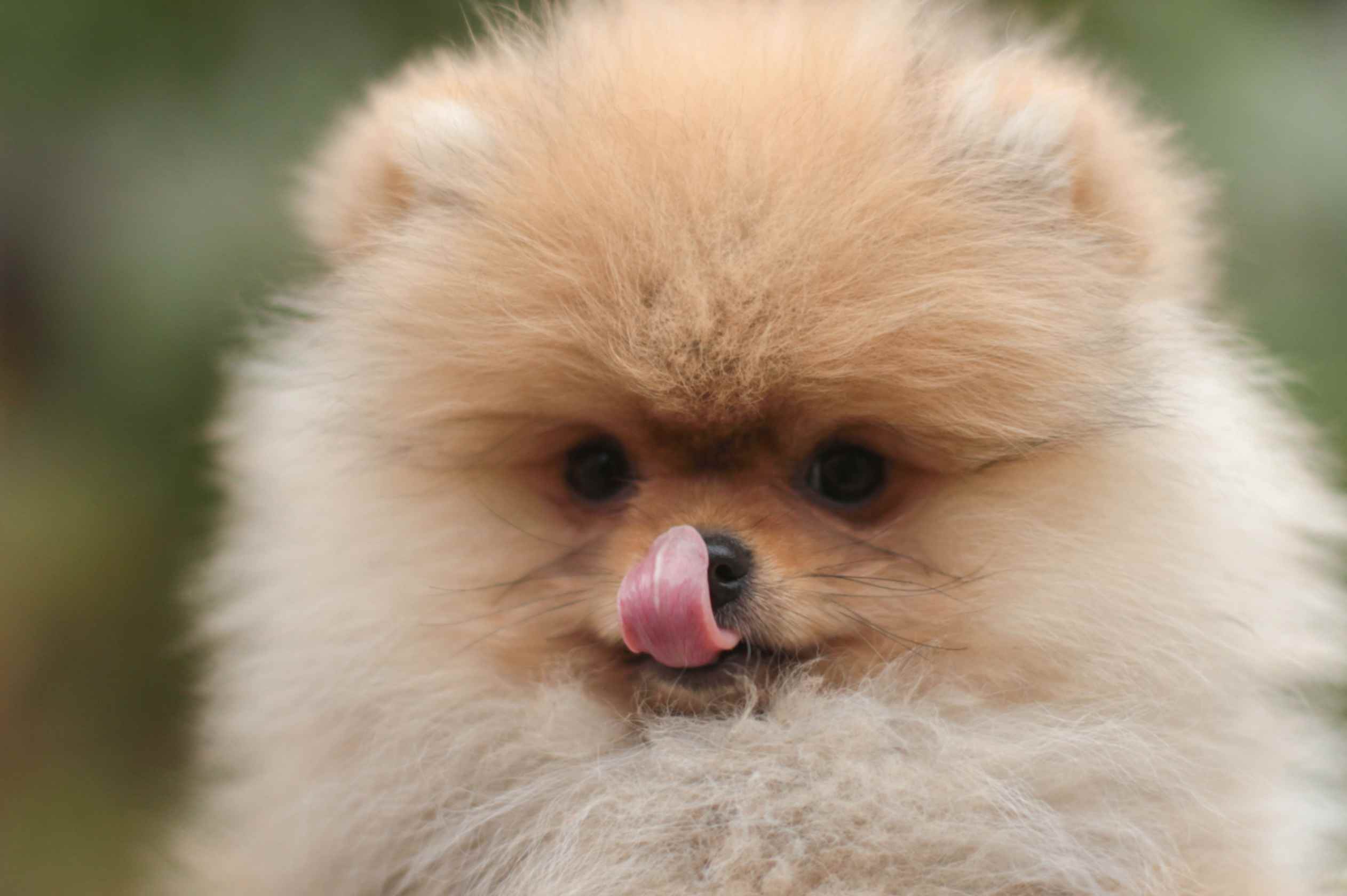 Comparateur officiel 2026 pour trouver la meilleure assurance santé pour Loulou de Pomeranie