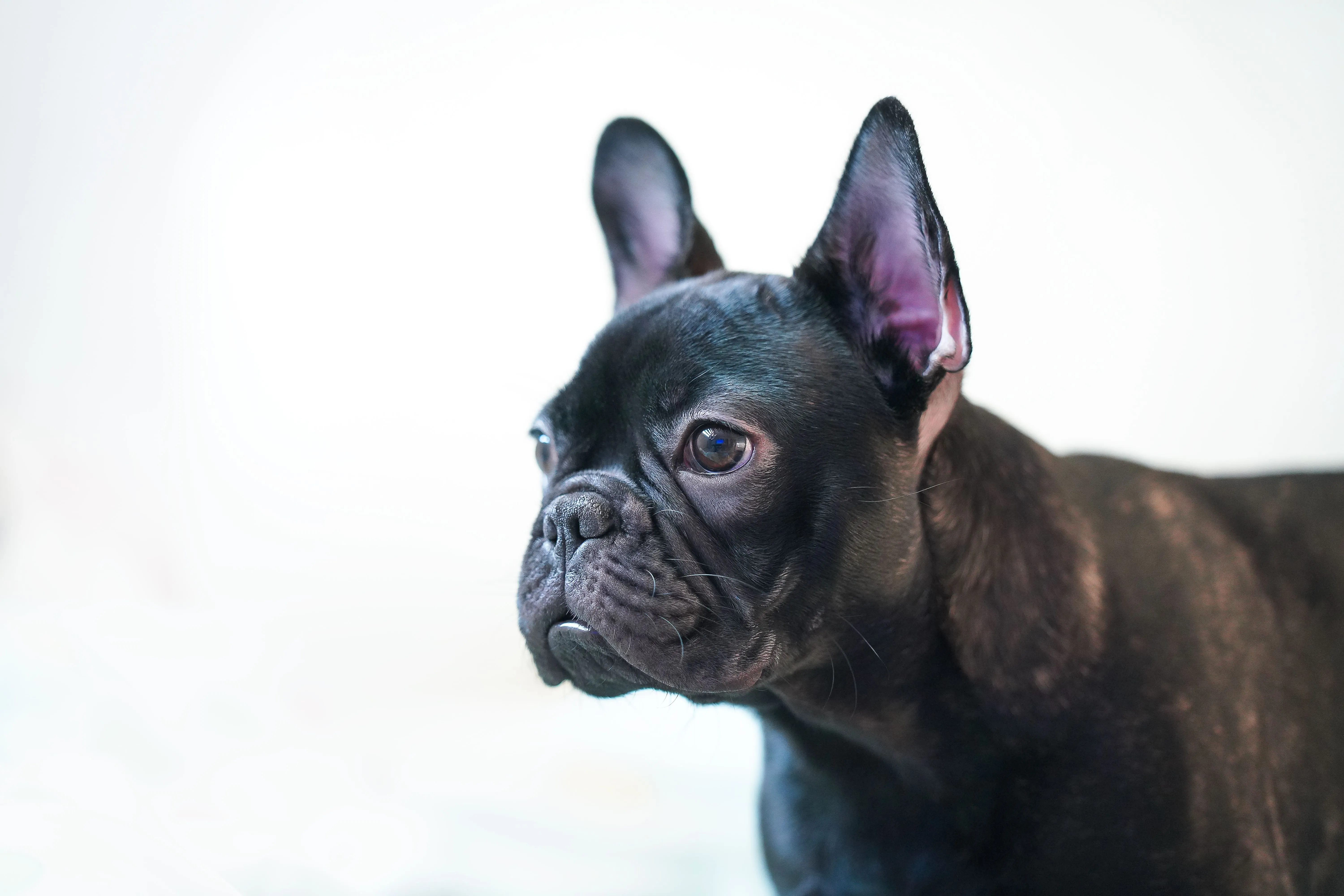 Assurance santé pour le Bouledogue Français : ce qu'il faut vraiment savoir