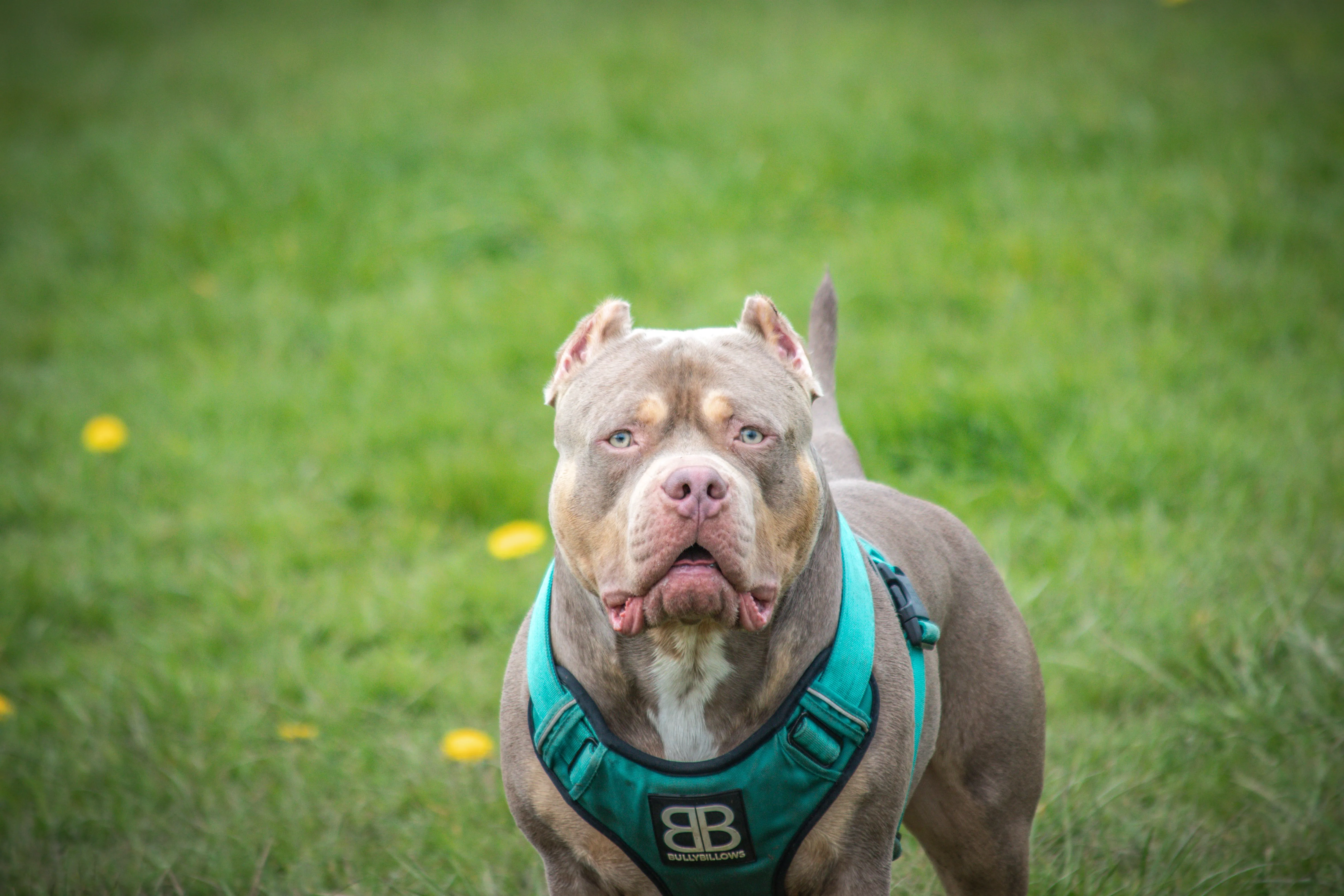 Assurer son American Bully : ce que ça coûte vraiment