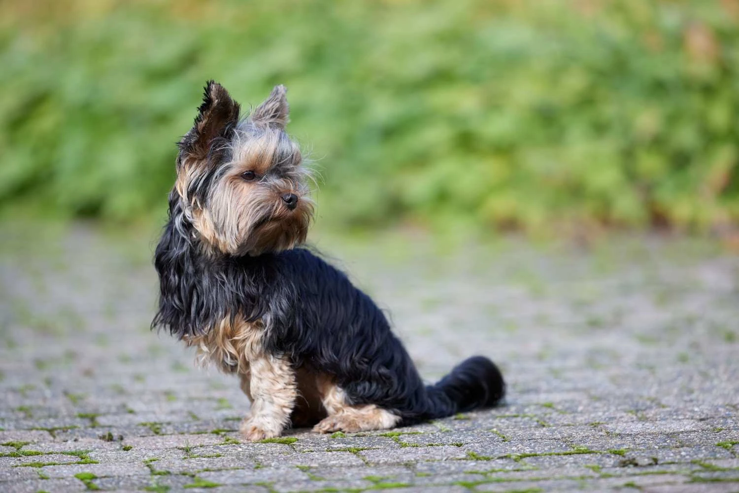 Assurance santé pour un Yorkshire Terrier : ce qu'il faut savoir