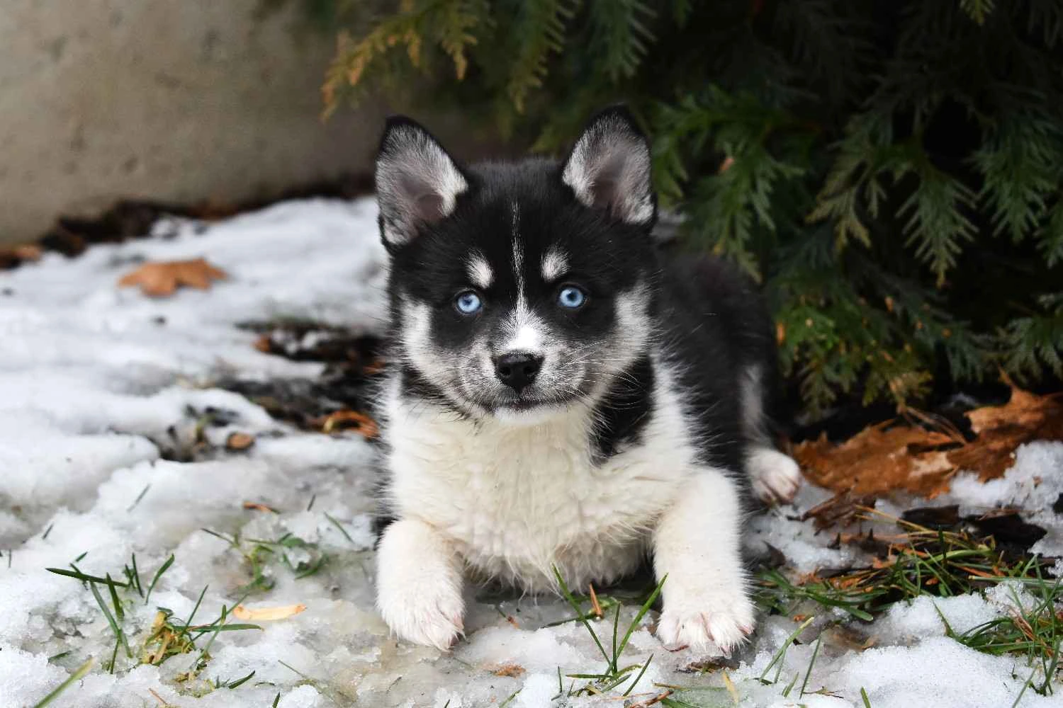 Comparateur officiel 2026 pour trouver la meilleure assurance santé pour Pomsky