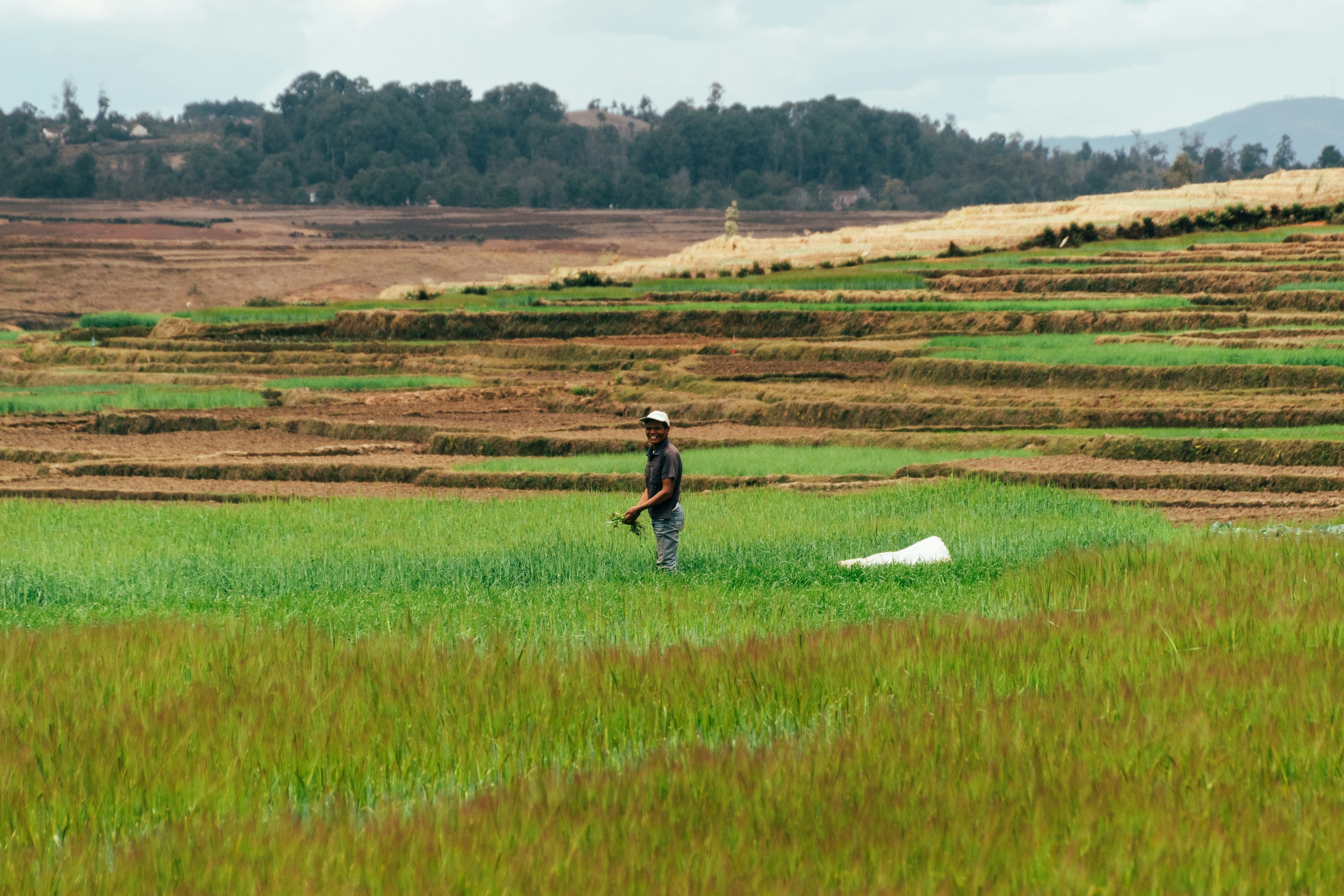 Madagascar’s Agricultural Renaissance: Driving Sustainable Growth and Global Competitiveness