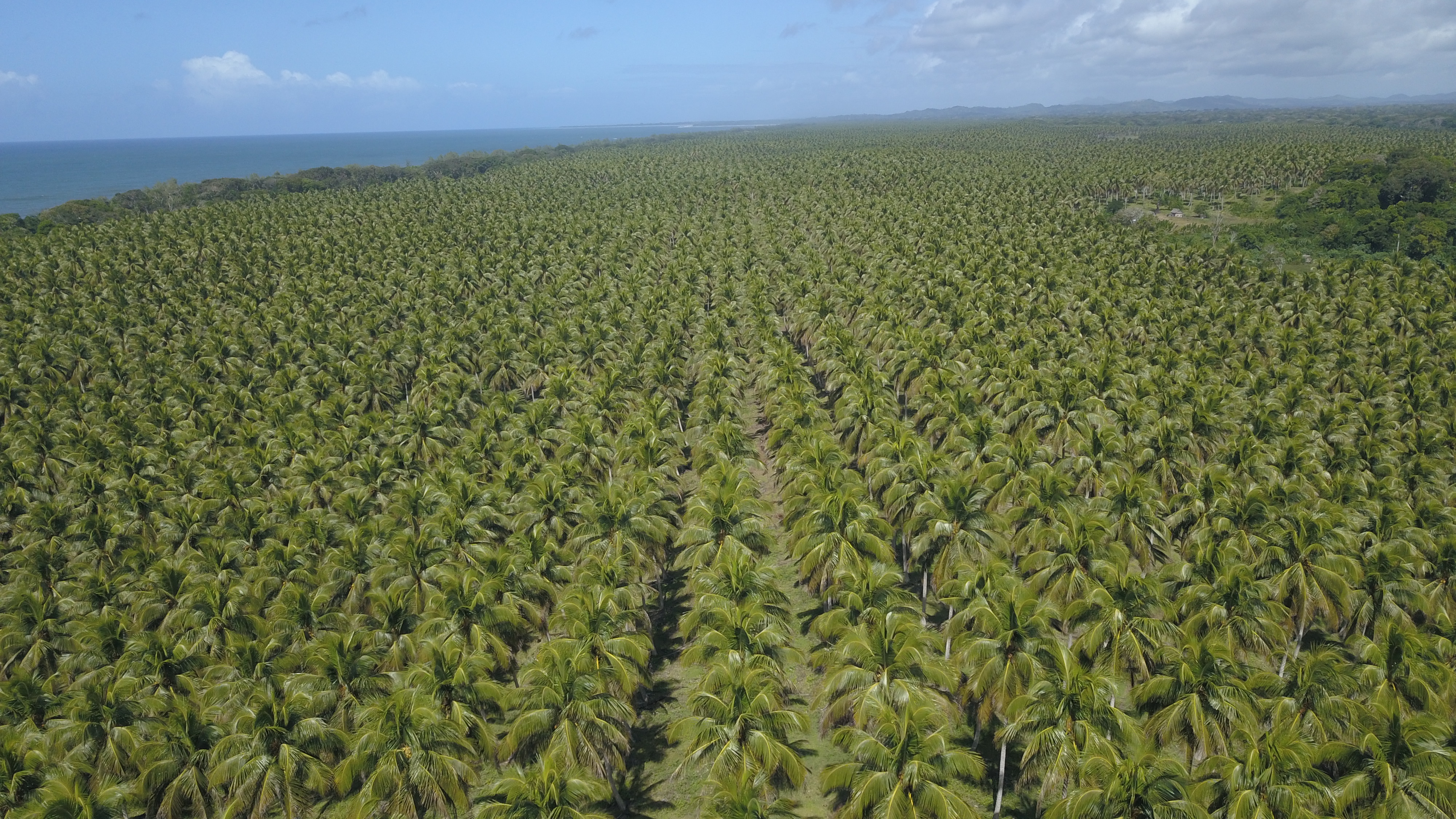 Soavoanio S.A.: Madagascar’s Coconut Pioneer Eyes Global Expansion