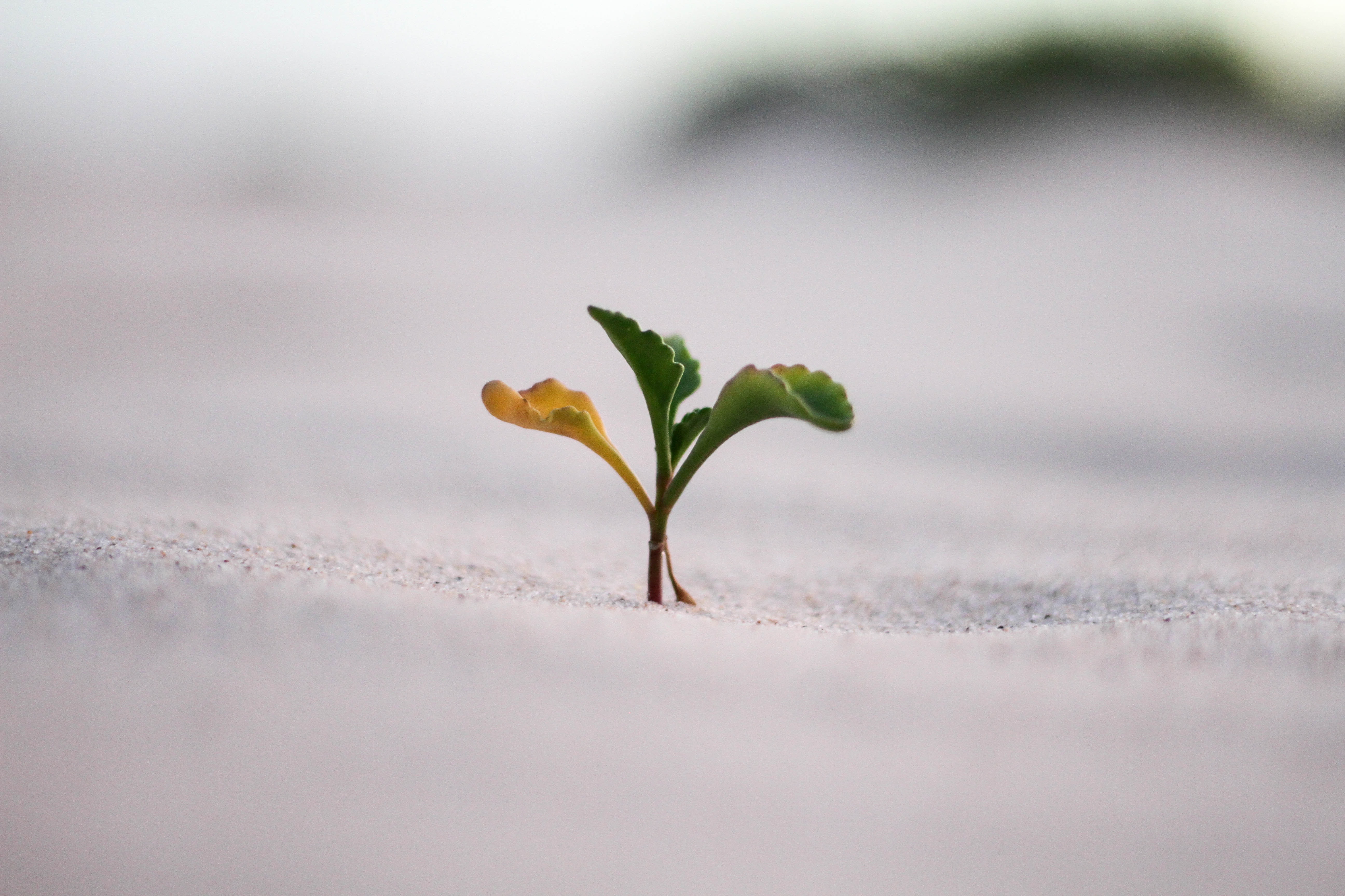 Marketing & Growth