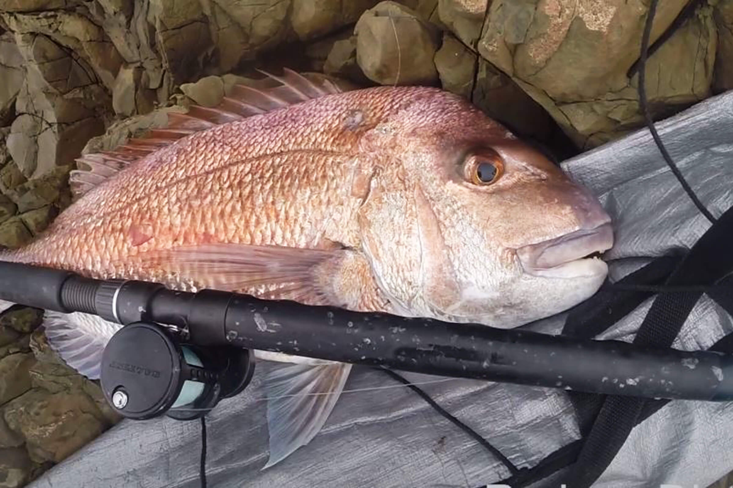 Here's some tips and info for rock fishing Islands & rock stacks. The Hauraki Gulf is a great place for shore-based fishing and finding islands and rock stacks with deeper water or healthy ecosystems and better fishing. I like hunting for new spots that others may overlook and catching a feed. The same principles work the same for other parts of the country, just be safety conscious - fish with a mate, check the weather, don't take silly risks.