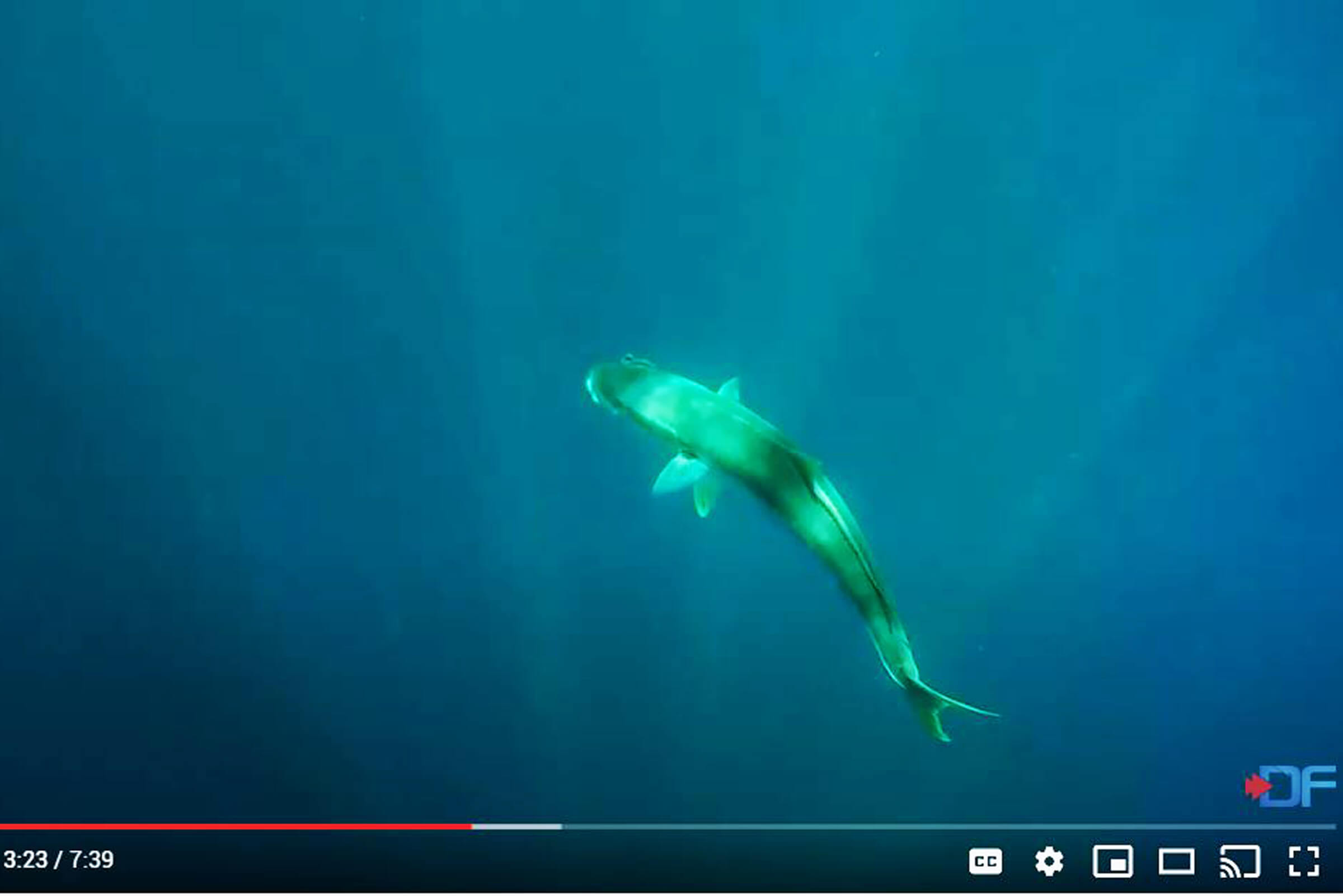 Here I discuss the basics of how to play/fight fish with some advanced tips at the end.