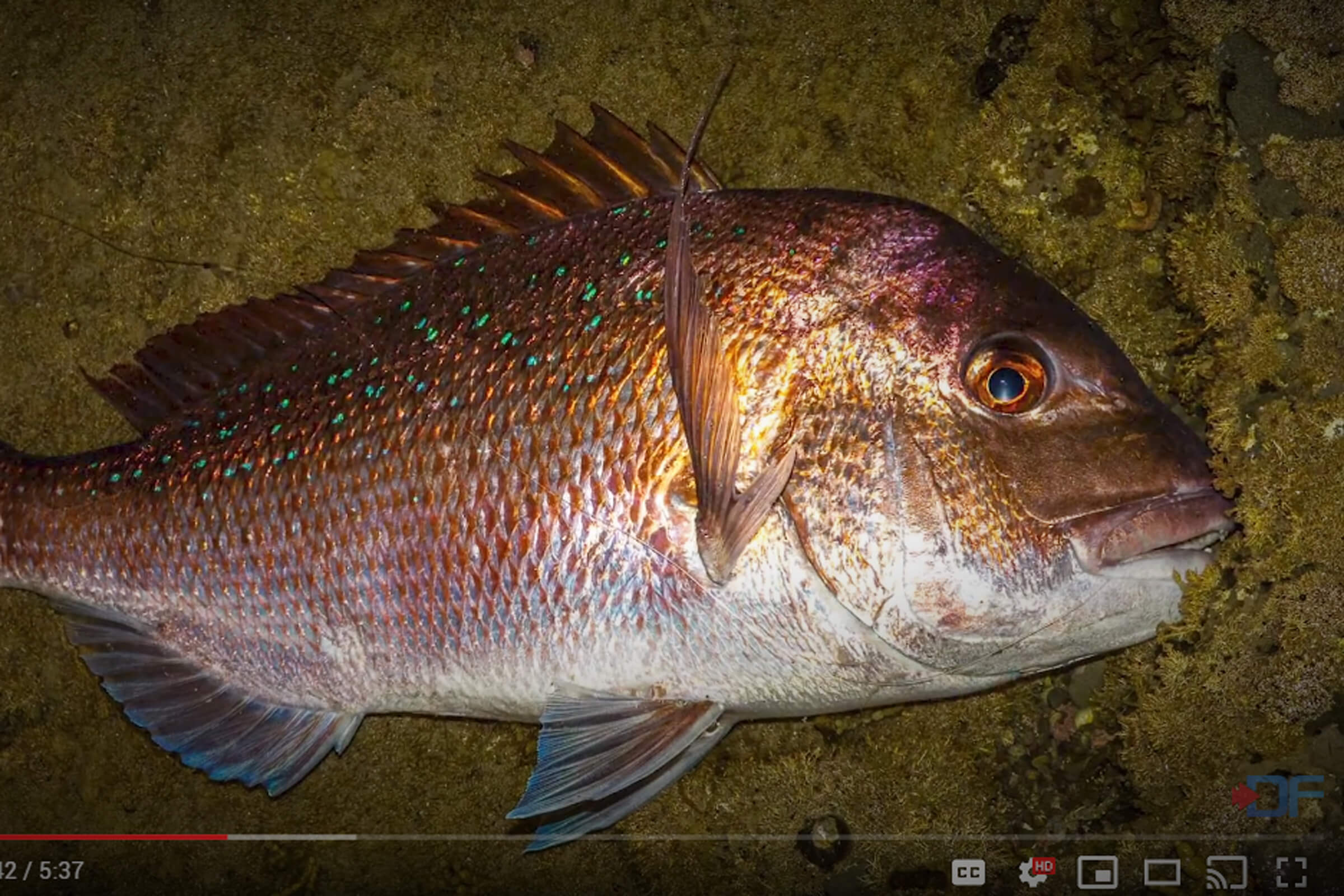 How to target popular species from the rocks at night? Safety first up! Before heading out, check your location in the daylight. During the day some areas have good snapper food but are too shallow to fish but at night the fish come in close. Get a headlamp and don't shine your light on the water, a bait bucket is also a good tool to have.