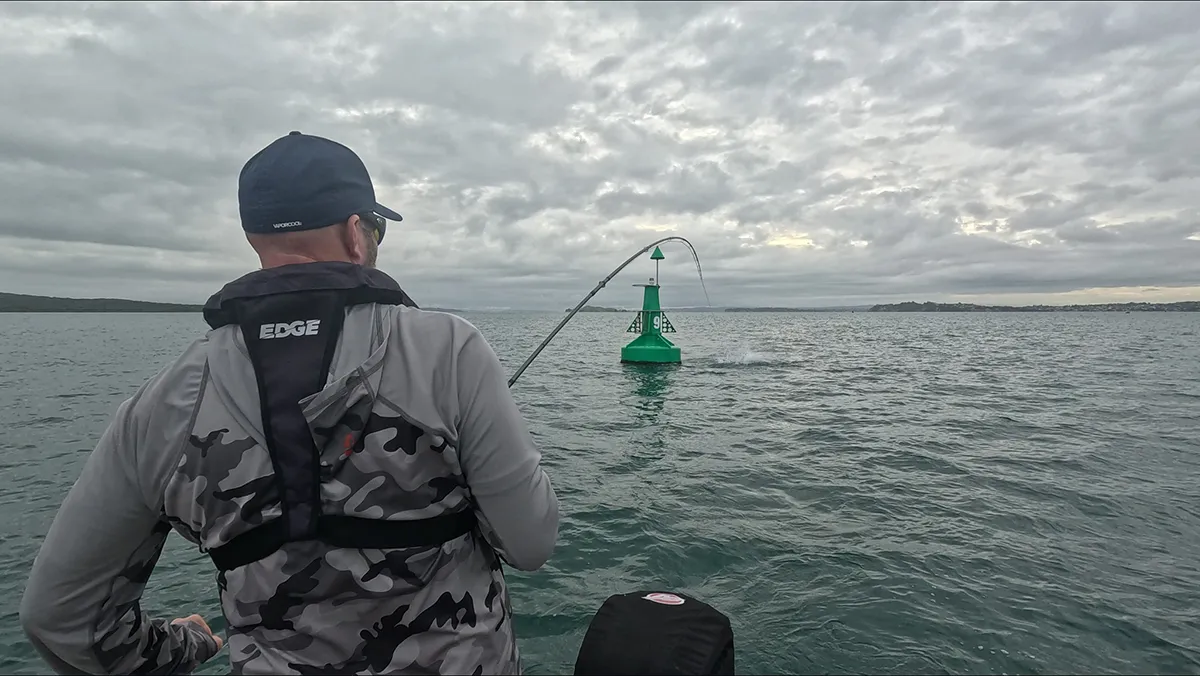 Saltwater fly-by, kingfish strike time! Adrenaline+ @AucklandSaltWaterFlyfishing 