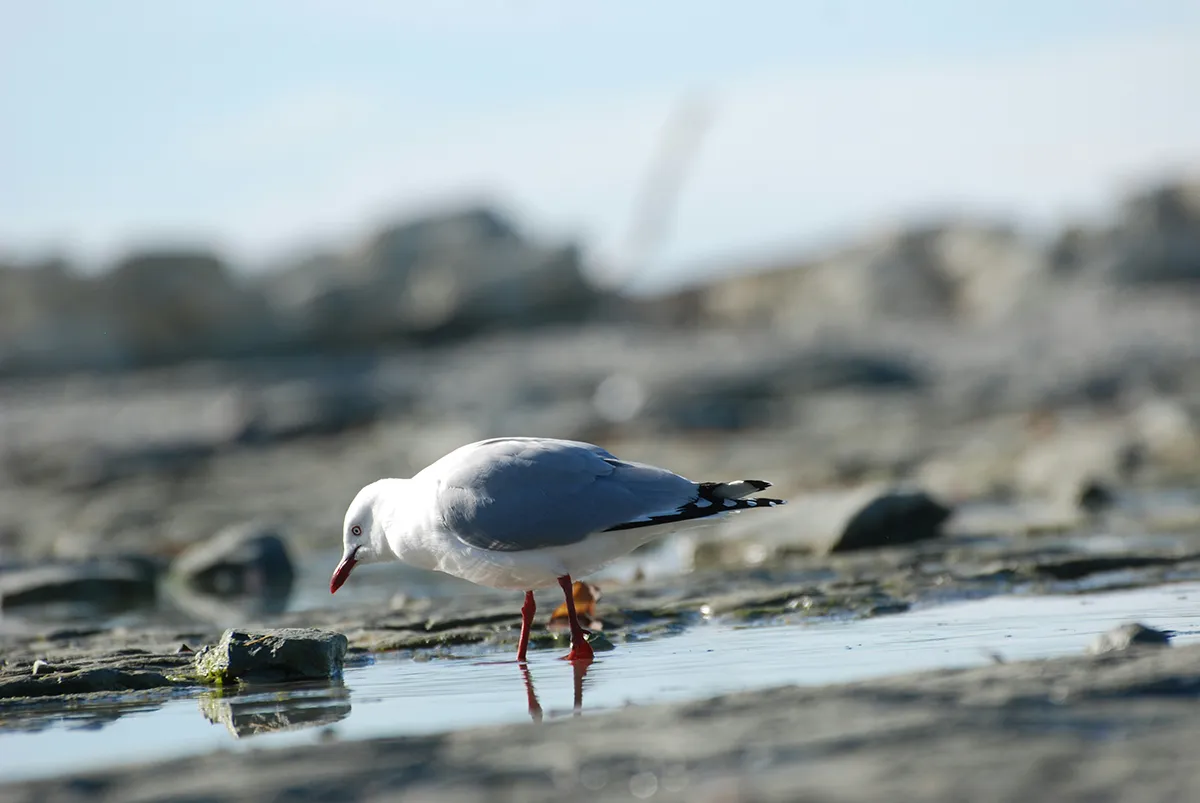 Hauraki Gulf fisheries closure: 2-year ban on seaweed and invertebrate harvesting begins March 2026 across Ōmaha Bay, Kawau Bay, and Whangaparāoa Peninsula.