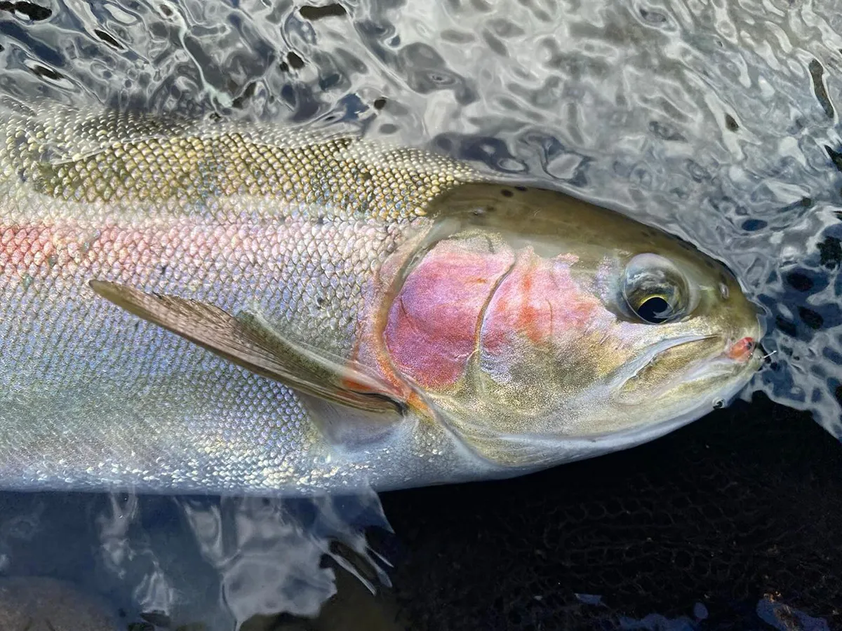 I Love Fly Fishing Product of the Week 21 Feb 2026