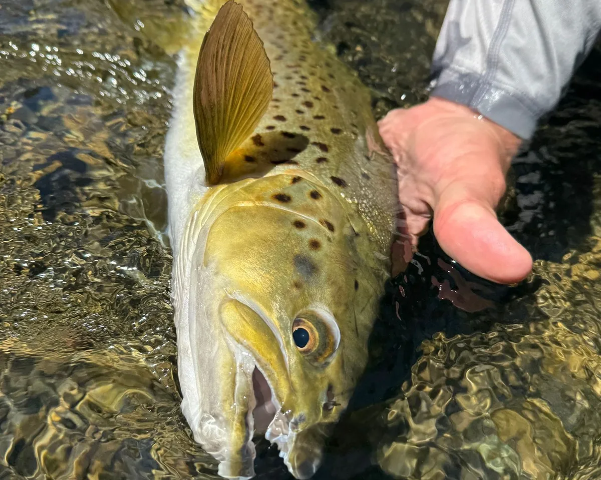 Promo Code Offer from I Love Fly Fishing