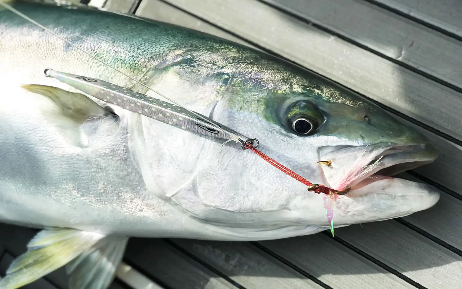Kingfish are a major feature of the Hauraki Gulf these days - just make sure yours are legal size.