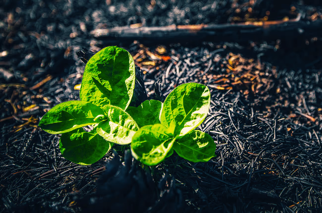 Cyprus wildfire: BrainRocket makes a contribution of €50,000