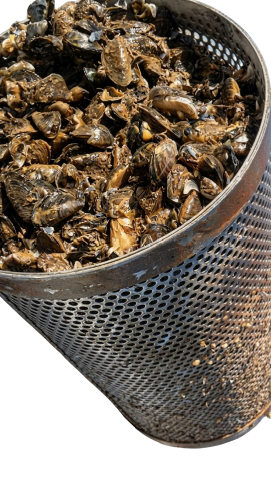 Pump filter clogged with zebra mussel shells