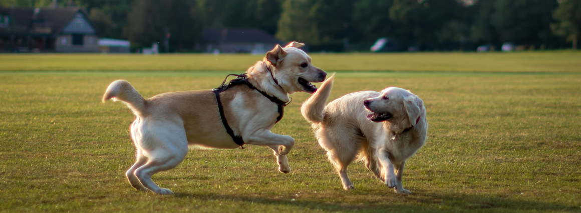 pet-insurance_Stanley_Insurance_Ohio