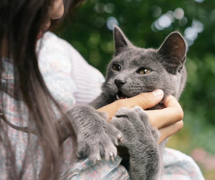 pet-insurance_Stanley_Insurance_Ohio