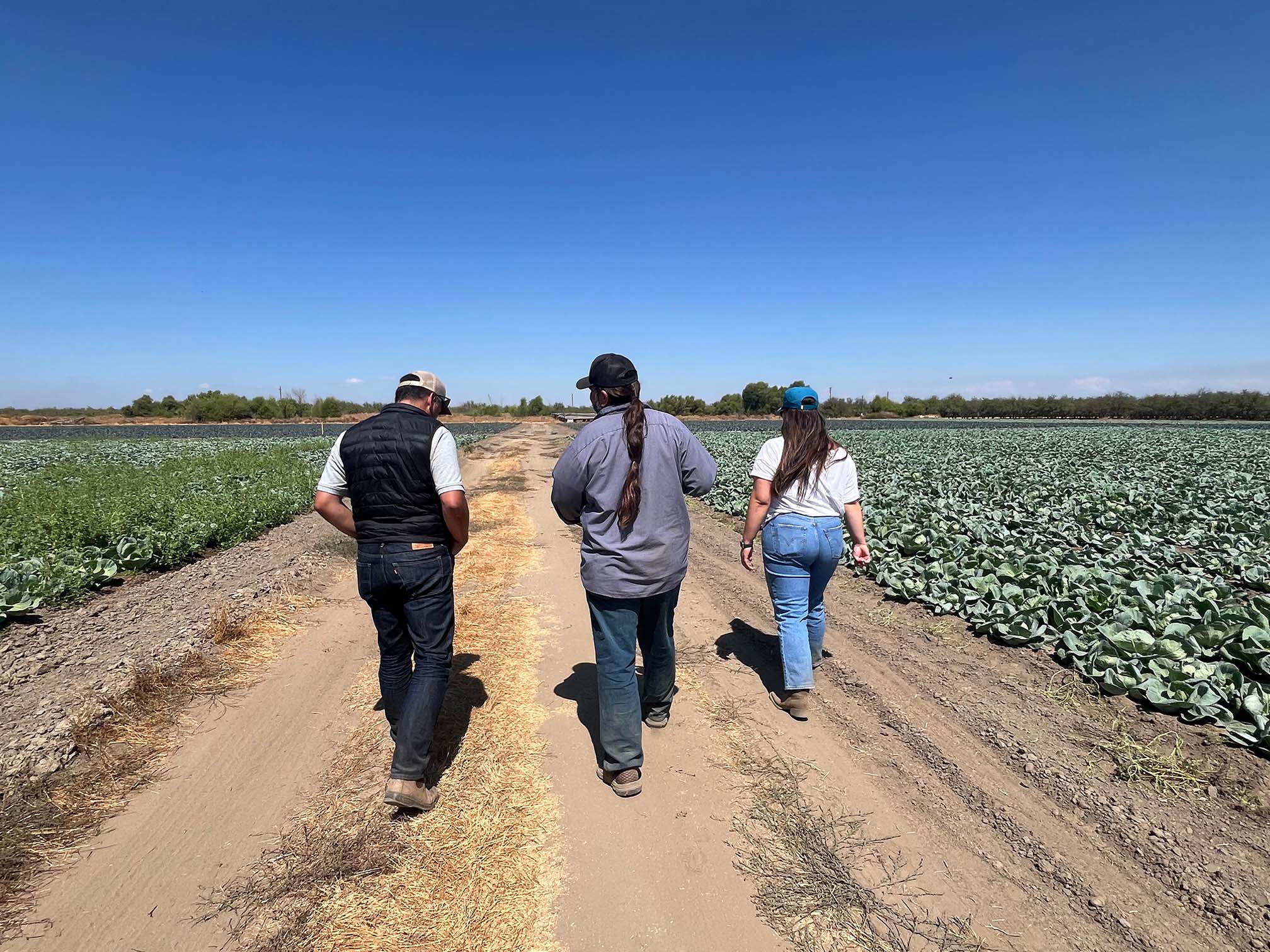 Three people walk through a field on a sunny day