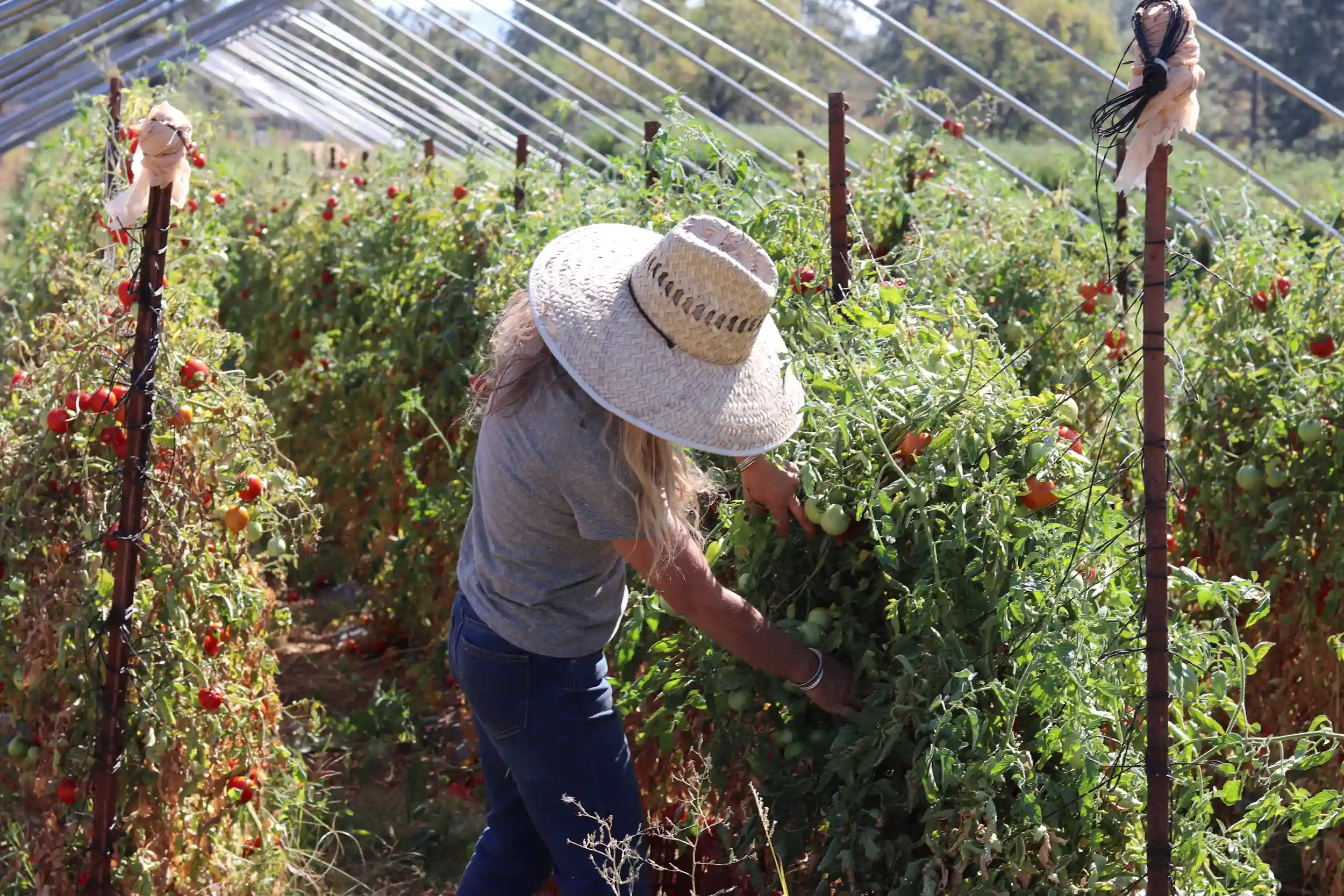 Un agricultor de California Farmlink cosechando tomates