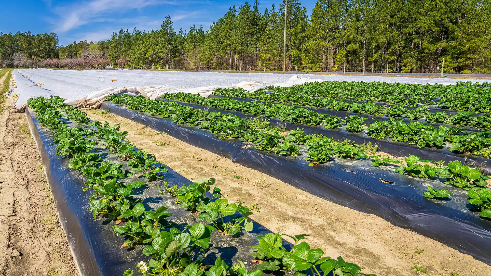 California Farmlink farm on a sunny day with trees in the background