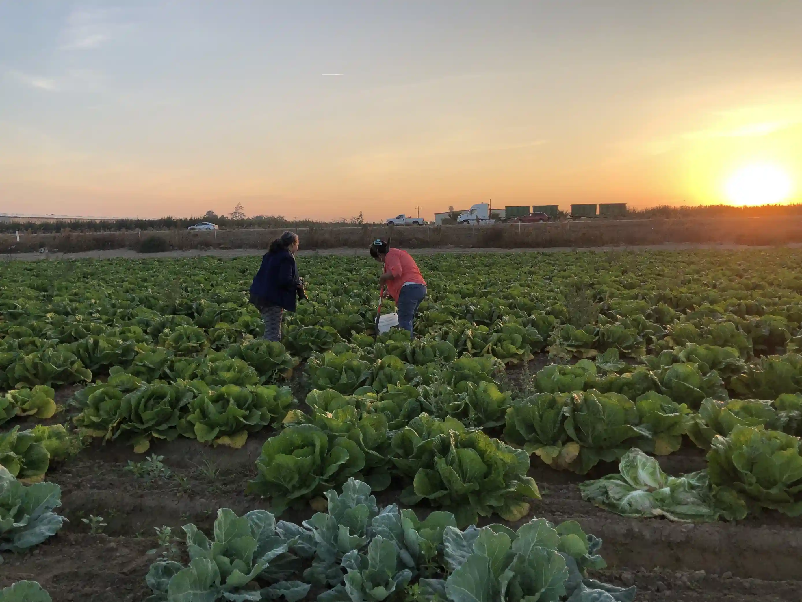 Dos agricultores en un campo al atardecer 