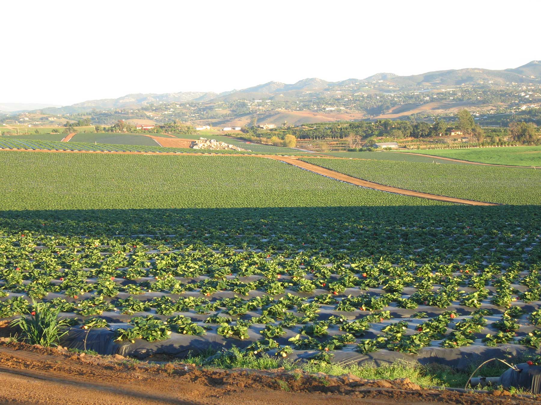 Paisaje rural en un día soleado en California