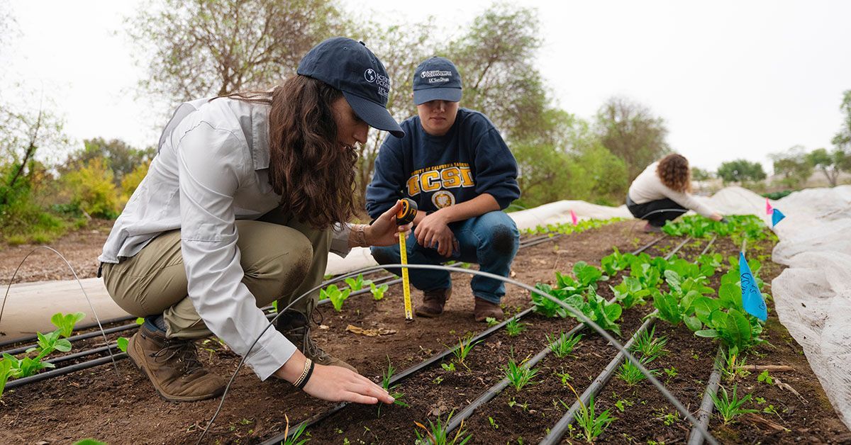 Dos personas miden las cosechas en una granja