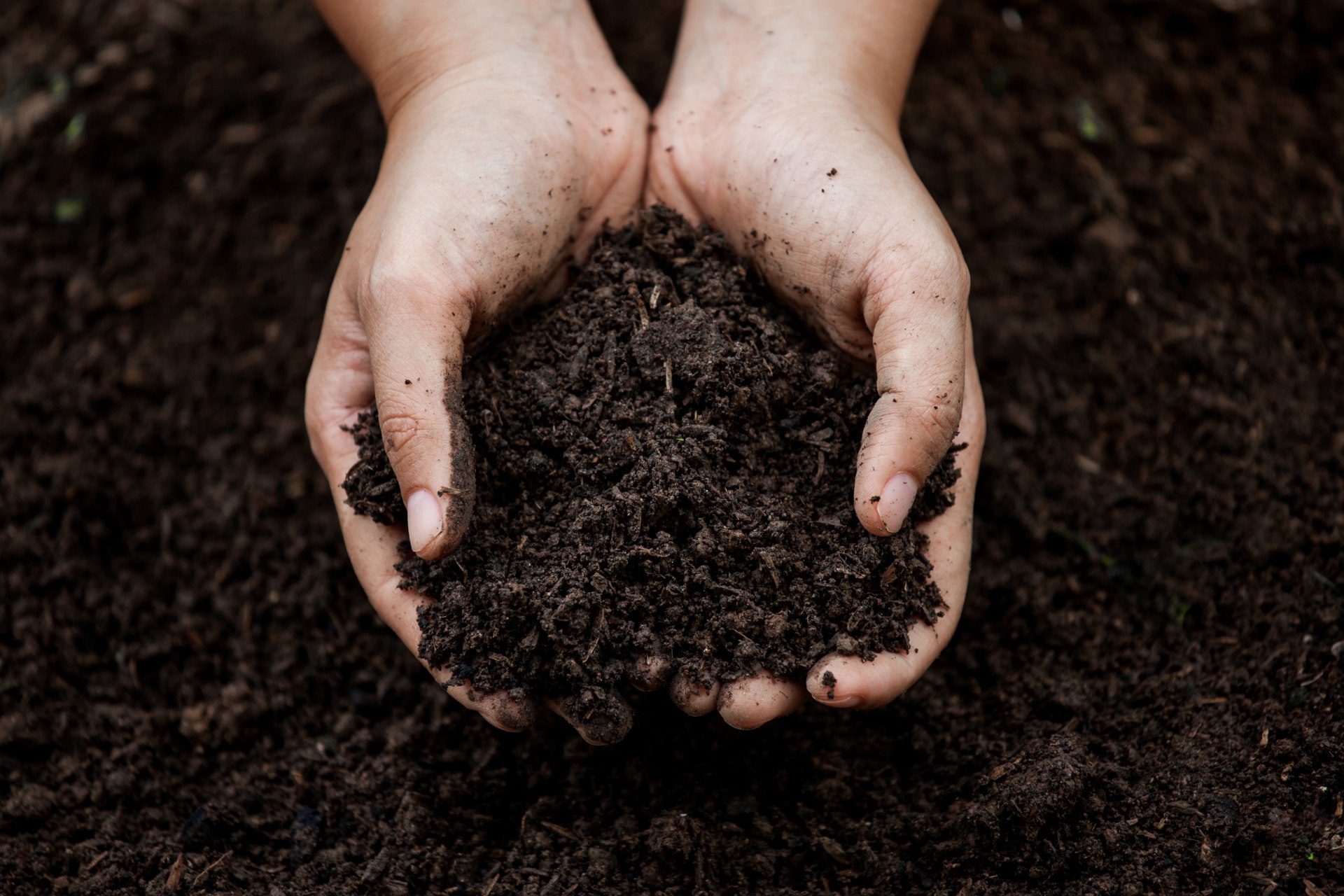 Close-up of hands holding dark soil, symbolising clean soil after asbestos soil remediation efforts.
