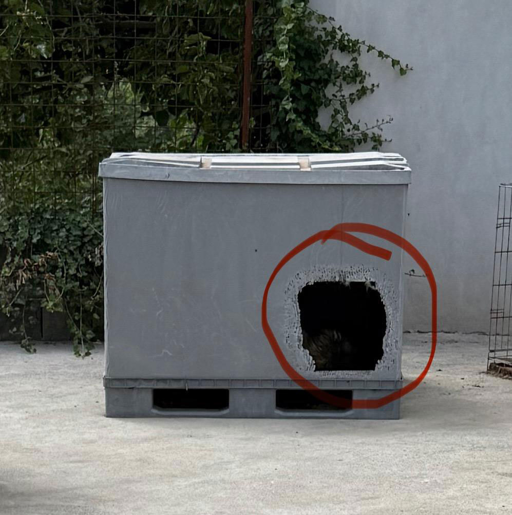 neues Foto Mai 2025 - wenn man ganz genau schaut, sieht man Clooney in seiner Box liegen