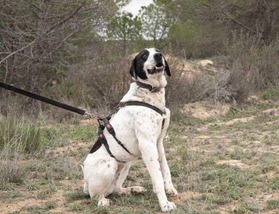 Musa